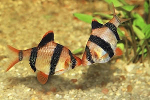 Sumatra Barben abzugeben 