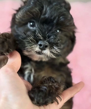 Wunderschöne F1 Maltipoo Welpen   Schwarz Schoko 