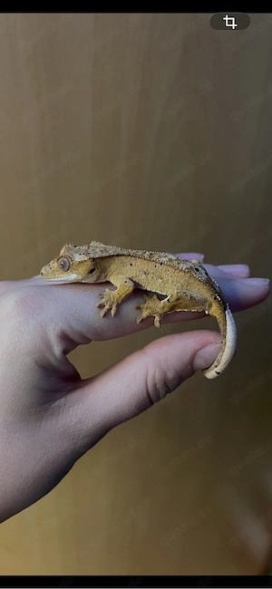 Kronengecko Baby dalmatiner 