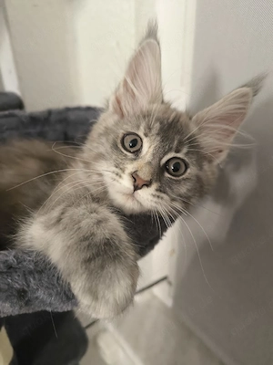 Wunderschönes Rassekätzchen Gesund, verspielt und mit ausgezeichneter Abstammung. Perfekt für Famili