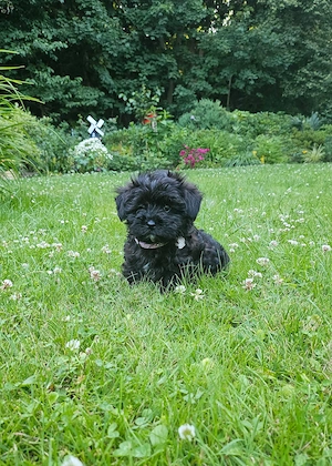 Wunderschöne F1 Maltipoo Welpen   Schwarz Schoko 