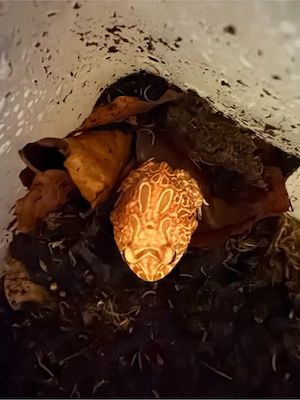 Schmuckhornfrosch zur Abgabe, Farbe Strawberry