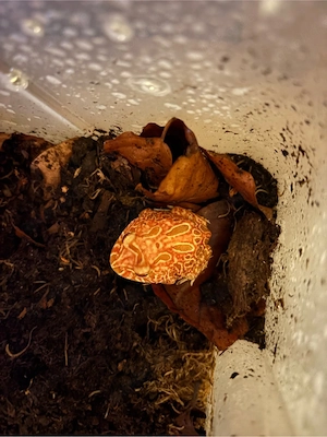 Schmuckhornfrosch zur Abgabe, Farbe Strawberry