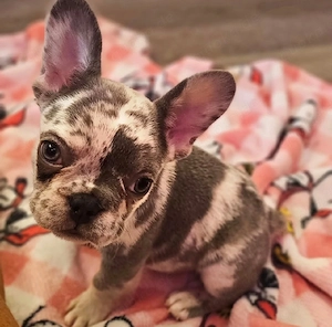 Französische Bulldoggenwelpen Bild 3