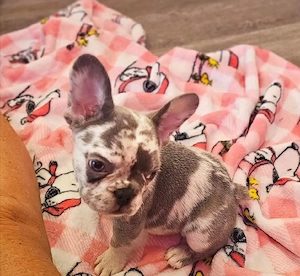 Französische Bulldoggenwelpen Bild 4