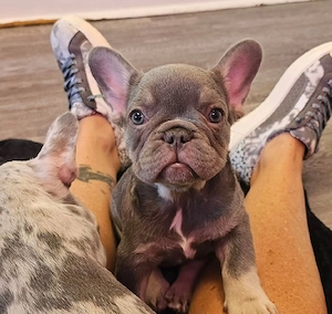 Französische Bulldoggenwelpen Bild 2