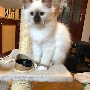 Siamkätzchen: Nur noch 1 Kater (hellblau) und 1 Katze (gelb) verfügbar