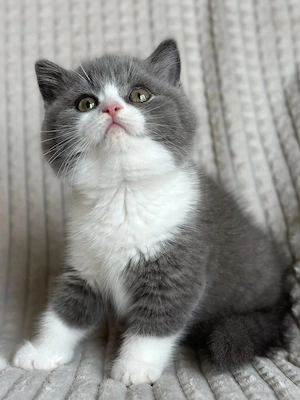 Exklusive Britisch Kurzhaar Kätzchen (12 Wochen)