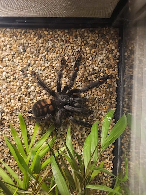 Psalmopoeus irminia 0.1