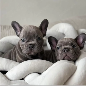 Französische Bulldoggen Welpen