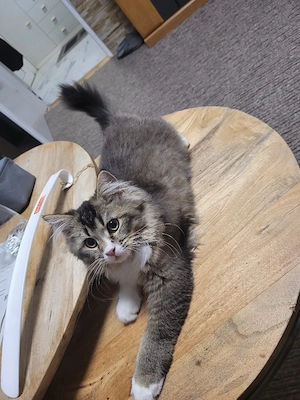 Britisch Langhaar Kater