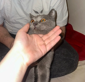 Boncuk   wunderschöne Chartreux Kartäuser Katze, 8 Monate, weiblich