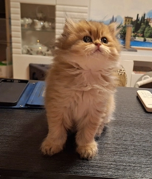 Goldene BKH & BLH Kitten