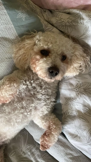 Toy-Pudel 4 Jahre ,geimpft , gechipt