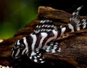 Suche L-236 Pärchen oder Männchen oder Weibchen