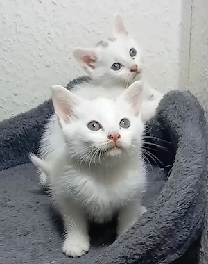Bengal Mix Türkische Angora Kitten , Katzen Babys 