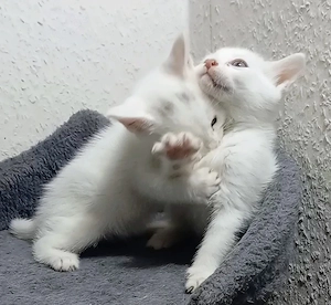 Bengal Mix Türkische Angora Kitten , Katzen Babys  Bild 5