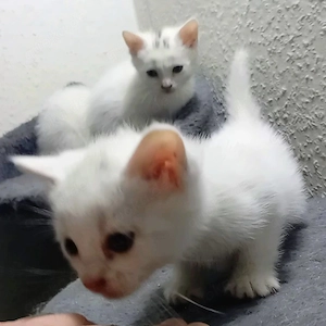 Bengal Mix Türkische Angora Kitten , Katzen Babys  Bild 6