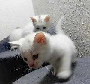 Bengal Mix Türkische Angora Kitten , Katzen Babys  Bild 4