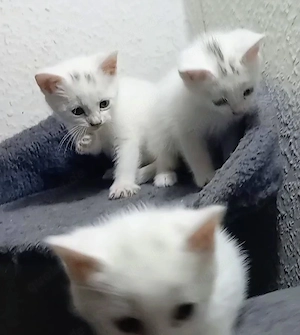 Bengal Mix Türkische Angora Kitten , Katzen Babys  Bild 7