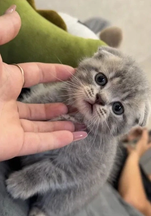 bkh reinrassige Babys 