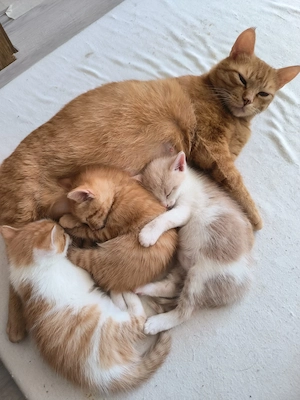 Kleine Kätzchen abzugeben 