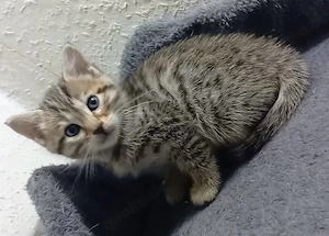 Bengal Türkische Angora Kitten, Katzen .