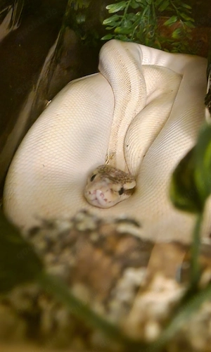 Königspython (Python Regius)