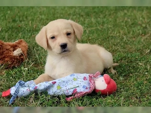 Spitze Labrador Welpen Bild 6