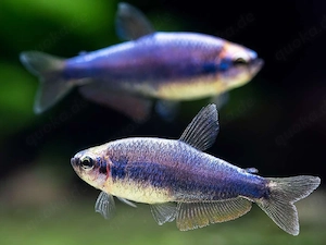 König Salmer Super Blau 