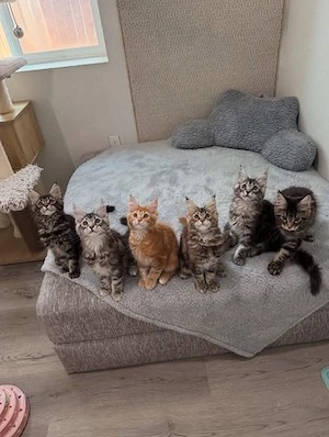 Reinrassige Maine coon babys 