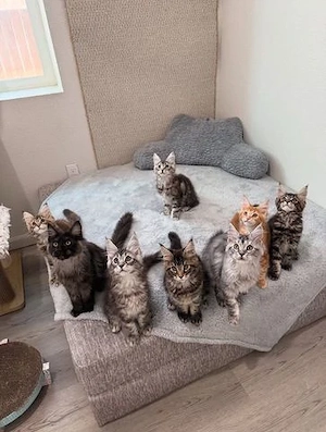 Reinrassige Maine coon babys 