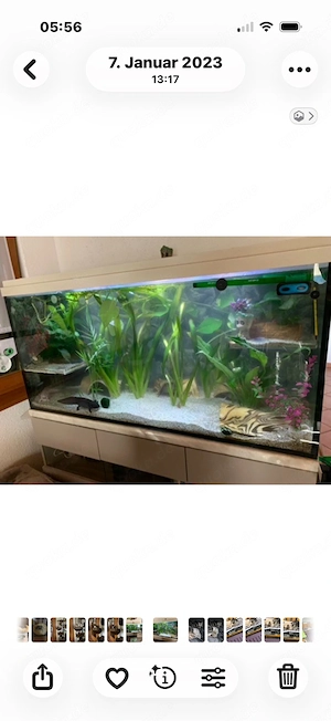 Axolotl Aquarium