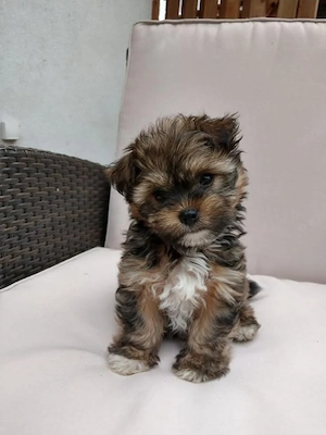 Wunderschöne reinrassige Russische Bolonka Zwetna Welpen zu verkaufen   