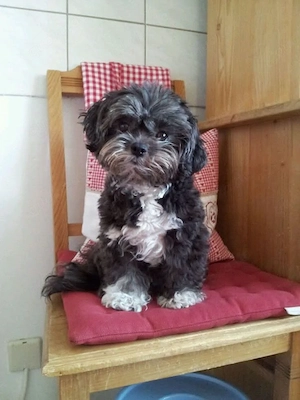 Zauberhafte Russische Bolonka Zwetna Welpen   liebevolle Familienhunde   