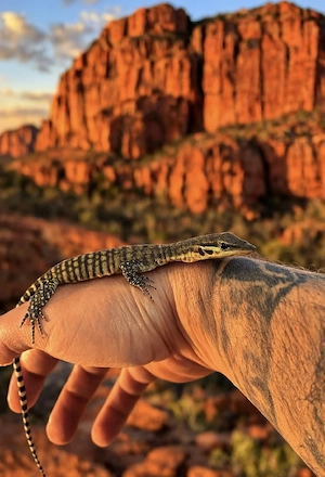 Varanus Glauerti NZ 08 25