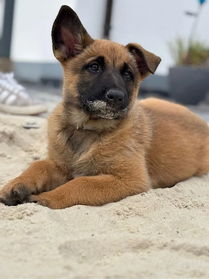 malinois X herder wepen 