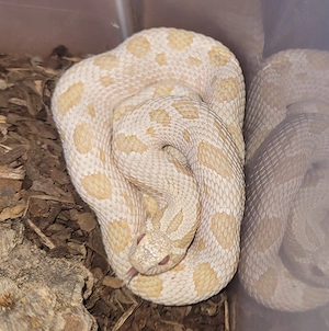 1.0 Arctic Anaconda Albino (AAA) het Axanthic DNZ 23 Heterodon Nasicus Hakennasennatter