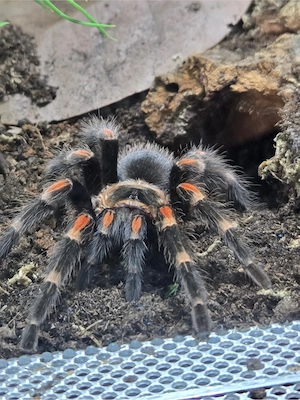 Div. Vogelspinnen abzugeben