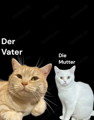 Wir haben drei bezaubernde Kätzchen