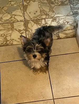 Yorskshire Terrier Rüde 