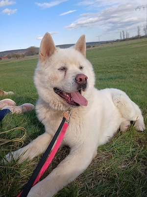  American Akita Rüde mit Papieren