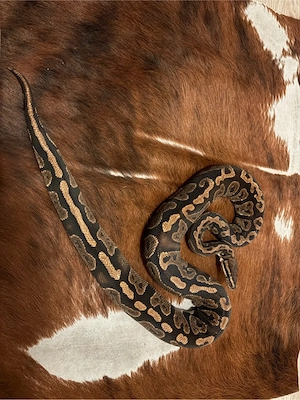 königspython  Bild 3