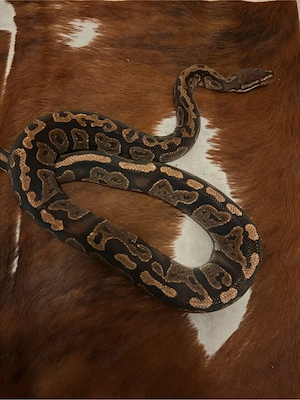 königspython  Bild 2