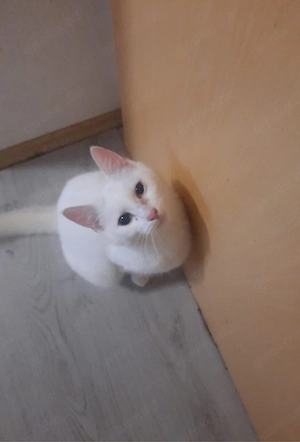 2 katzen zum hergeben 