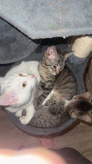 2 katzen zum hergeben  - image 3