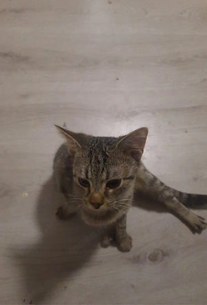 2 katzen zum hergeben  - image 4