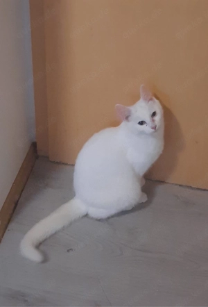 2 katzen zum hergeben 