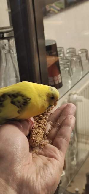 Wellensittich-Dame sucht neuen Schwarm