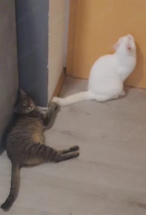 2 katzen zum hergeben  - image 5